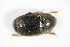  ( - GBOL_Col_FK_2206)  @11 [ ] CreativeCommons - Attribution Non-Commercial Share-Alike (2015) Unspecified SNSB, Zoologische Staatssammlung Muenchen