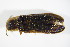  ( - GBOL_Col_FK_2226)  @13 [ ] CreativeCommons - Attribution Non-Commercial Share-Alike (2015) Unspecified SNSB, Zoologische Staatssammlung Muenchen