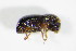  ( - GBOL_Col_FK_2229)  @11 [ ] CreativeCommons - Attribution Non-Commercial Share-Alike (2015) Unspecified SNSB, Zoologische Staatssammlung Muenchen