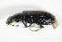  ( - GBOL_Col_FK_2233)  @12 [ ] CreativeCommons - Attribution Non-Commercial Share-Alike (2015) Unspecified SNSB, Zoologische Staatssammlung Muenchen