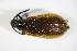  ( - GBOL_Col_FK_2264)  @13 [ ] CreativeCommons - Attribution Non-Commercial Share-Alike (2015) Unspecified SNSB, Zoologische Staatssammlung Muenchen