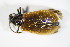  (Lagria atripes - GBOL_Col_FK_2265)  @14 [ ] CreativeCommons - Attribution Non-Commercial Share-Alike (2015) Unspecified SNSB, Zoologische Staatssammlung Muenchen