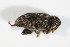 ( - GBOL_Col_FK_2276)  @11 [ ] CreativeCommons - Attribution Non-Commercial Share-Alike (2015) Unspecified SNSB, Zoologische Staatssammlung Muenchen