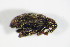  ( - GBOL_Col_FK_2277)  @11 [ ] CreativeCommons - Attribution Non-Commercial Share-Alike (2015) Unspecified SNSB, Zoologische Staatssammlung Muenchen