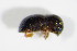  ( - GBOL_Col_FK_2279)  @11 [ ] CreativeCommons - Attribution Non-Commercial Share-Alike (2015) Unspecified SNSB, Zoologische Staatssammlung Muenchen