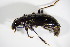  ( - GBOL_Col_FK_2296)  @11 [ ] CreativeCommons - Attribution Non-Commercial Share-Alike (2015) Unspecified SNSB, Zoologische Staatssammlung Muenchen