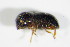  ( - GBOL_Col_FK_2312)  @11 [ ] CreativeCommons - Attribution Non-Commercial Share-Alike (2015) Unspecified SNSB, Zoologische Staatssammlung Muenchen