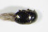  ( - GBOL_Col_FK_2323)  @11 [ ] CreativeCommons - Attribution Non-Commercial Share-Alike (2015) Unspecified SNSB, Zoologische Staatssammlung Muenchen