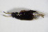  ( - GBOL_Col_FK_2329)  @12 [ ] CreativeCommons - Attribution Non-Commercial Share-Alike (2015) Unspecified SNSB, Zoologische Staatssammlung Muenchen