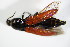  ( - GBOL_Col_FK_2333)  @13 [ ] CreativeCommons - Attribution Non-Commercial Share-Alike (2015) Unspecified SNSB, Zoologische Staatssammlung Muenchen