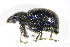  ( - GBOL_Col_FK_2772)  @11 [ ] CreativeCommons - Attribution Non-Commercial Share-Alike (2015) Unspecified SNSB, Zoologische Staatssammlung Muenchen