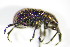  ( - GBOL_Col_FK_2789)  @12 [ ] CreativeCommons - Attribution Non-Commercial Share-Alike (2015) Unspecified SNSB, Zoologische Staatssammlung Muenchen