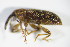  ( - GBOL_Col_FK_2816)  @11 [ ] CreativeCommons - Attribution Non-Commercial Share-Alike (2015) Unspecified SNSB, Zoologische Staatssammlung Muenchen
