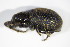  ( - GBOL_Col_FK_2857)  @11 [ ] CreativeCommons - Attribution Non-Commercial Share-Alike (2015) Unspecified SNSB, Zoologische Staatssammlung Muenchen