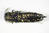  ( - GBOL_Col_FK_2876)  @11 [ ] CreativeCommons - Attribution Non-Commercial Share-Alike (2015) Unspecified SNSB, Zoologische Staatssammlung Muenchen