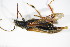  ( - GBOL_Col_FK_2878)  @12 [ ] CreativeCommons - Attribution Non-Commercial Share-Alike (2015) Unspecified SNSB, Zoologische Staatssammlung Muenchen