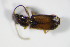  ( - GBOL_Col_FK_2910)  @12 [ ] CreativeCommons - Attribution Non-Commercial Share-Alike (2015) Unspecified SNSB, Zoologische Staatssammlung Muenchen