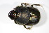  ( - GBOL_Col_FK_2941)  @11 [ ] CreativeCommons - Attribution Non-Commercial Share-Alike (2015) Unspecified SNSB, Zoologische Staatssammlung Muenchen