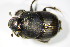  ( - GBOL_Col_FK_2942)  @11 [ ] CreativeCommons - Attribution Non-Commercial Share-Alike (2015) Unspecified SNSB, Zoologische Staatssammlung Muenchen