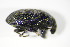  ( - GBOL_Col_FK_2950)  @12 [ ] CreativeCommons - Attribution Non-Commercial Share-Alike (2015) Unspecified SNSB, Zoologische Staatssammlung Muenchen