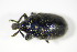  ( - GBOL_Col_FK_2951)  @13 [ ] CreativeCommons - Attribution Non-Commercial Share-Alike (2015) Unspecified SNSB, Zoologische Staatssammlung Muenchen