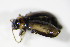  ( - GBOL_Col_FK_2966)  @12 [ ] CreativeCommons - Attribution Non-Commercial Share-Alike (2015) Unspecified SNSB, Zoologische Staatssammlung Muenchen