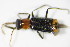  ( - GBOL_Col_FK_2967)  @14 [ ] CreativeCommons - Attribution Non-Commercial Share-Alike (2015) Unspecified SNSB, Zoologische Staatssammlung Muenchen