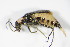  ( - GBOL_Col_FK_3018)  @12 [ ] CreativeCommons - Attribution Non-Commercial Share-Alike (2015) Unspecified SNSB, Zoologische Staatssammlung Muenchen