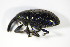  ( - GBOL_Col_FK_3037)  @13 [ ] CreativeCommons - Attribution Non-Commercial Share-Alike (2015) Unspecified SNSB, Zoologische Staatssammlung Muenchen
