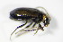  ( - GBOL_Col_FK_3060)  @12 [ ] CreativeCommons - Attribution Non-Commercial Share-Alike (2015) Unspecified SNSB, Zoologische Staatssammlung Muenchen