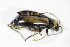  ( - GBOL_Col_FK_3063)  @12 [ ] CreativeCommons - Attribution Non-Commercial Share-Alike (2015) Unspecified SNSB, Zoologische Staatssammlung Muenchen