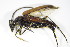  ( - GBOL_Col_FK_3110)  @13 [ ] CreativeCommons - Attribution Non-Commercial Share-Alike (2015) Unspecified SNSB, Zoologische Staatssammlung Muenchen