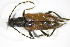  ( - GBOL_Col_FK_3116)  @13 [ ] CreativeCommons - Attribution Non-Commercial Share-Alike (2015) Unspecified SNSB, Zoologische Staatssammlung Muenchen