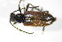  ( - GBOL_Col_FK_3121)  @13 [ ] CreativeCommons - Attribution Non-Commercial Share-Alike (2015) Unspecified SNSB, Zoologische Staatssammlung Muenchen