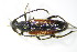  ( - GBOL_Col_FK_3128)  @12 [ ] CreativeCommons - Attribution Non-Commercial Share-Alike (2015) Unspecified SNSB, Zoologische Staatssammlung Muenchen