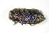  ( - GBOL_Col_FK_3131)  @12 [ ] CreativeCommons - Attribution Non-Commercial Share-Alike (2015) Unspecified SNSB, Zoologische Staatssammlung Muenchen