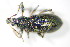  ( - GBOL_Col_FK_3135)  @12 [ ] CreativeCommons - Attribution Non-Commercial Share-Alike (2015) Unspecified SNSB, Zoologische Staatssammlung Muenchen