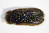  ( - GBOL_Col_FK_3172)  @11 [ ] CreativeCommons - Attribution Non-Commercial Share-Alike (2015) Unspecified SNSB, Zoologische Staatssammlung Muenchen