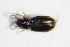  ( - GBOL_Col_FK_3184)  @12 [ ] CreativeCommons - Attribution Non-Commercial Share-Alike (2015) Unspecified SNSB, Zoologische Staatssammlung Muenchen