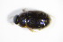  ( - GBOL_Col_FK_3198)  @12 [ ] CreativeCommons - Attribution Non-Commercial Share-Alike (2015) Unspecified SNSB, Zoologische Staatssammlung Muenchen