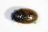  ( - GBOL_Col_FK_3199)  @12 [ ] CreativeCommons - Attribution Non-Commercial Share-Alike (2015) Unspecified SNSB, Zoologische Staatssammlung Muenchen