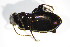  ( - GBOL_Col_FK_3213)  @12 [ ] CreativeCommons - Attribution Non-Commercial Share-Alike (2015) Unspecified SNSB, Zoologische Staatssammlung Muenchen