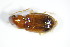  ( - GBOL_Col_FK_3215)  @12 [ ] CreativeCommons - Attribution Non-Commercial Share-Alike (2015) Unspecified SNSB, Zoologische Staatssammlung Muenchen