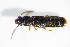  ( - GBOL_Col_FK_3218)  @11 [ ] CreativeCommons - Attribution Non-Commercial Share-Alike (2015) Unspecified SNSB, Zoologische Staatssammlung Muenchen