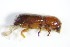  ( - GBOL_Col_FK_3245)  @12 [ ] CreativeCommons - Attribution Non-Commercial Share-Alike (2015) Unspecified SNSB, Zoologische Staatssammlung Muenchen