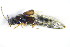  ( - GBOL_Col_FK_3250)  @11 [ ] CreativeCommons - Attribution Non-Commercial Share-Alike (2015) Unspecified SNSB, Zoologische Staatssammlung Muenchen
