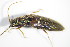  ( - GBOL_Col_FK_3255)  @12 [ ] CreativeCommons - Attribution Non-Commercial Share-Alike (2015) Unspecified SNSB, Zoologische Staatssammlung Muenchen