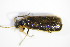  ( - GBOL_Col_FK_3265)  @13 [ ] CreativeCommons - Attribution Non-Commercial Share-Alike (2015) Unspecified SNSB, Zoologische Staatssammlung Muenchen