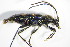  ( - GBOL_Col_FK_3267)  @13 [ ] CreativeCommons - Attribution Non-Commercial Share-Alike (2015) Unspecified SNSB, Zoologische Staatssammlung Muenchen