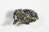  ( - GBOL_Col_FK_3272)  @13 [ ] CreativeCommons - Attribution Non-Commercial Share-Alike (2015) Unspecified SNSB, Zoologische Staatssammlung Muenchen